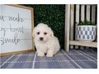 Maltipoo Puppy for sale in Springfield, MO, USA