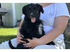 Mutt Puppy for sale in Moses Lake, WA, USA