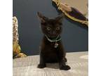 Adopt Cal a All Black Domestic Shorthair / Mixed cat in Lantana, TX (38848416)