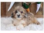 Shih-Poo Puppy for sale in Cincinnati, OH, USA