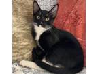 Adopt Radar a All Black Domestic Shorthair / Mixed cat in Fort Lauderdale