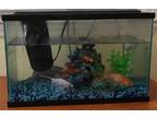 Free 2 goldfish with fish tank
