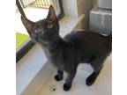 Adopt Jr. a All Black Domestic Shorthair / Mixed (short coat) cat in Oakdale