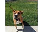 Adopt Miles a Mixed Breed (Large) / Mixed dog in Carson City, NV (38849959)