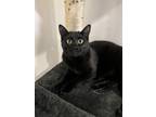 Adopt Griffin (red) a All Black Domestic Shorthair / Mixed (short coat) cat in