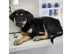 Adopt Sauce_3 a Black German Shepherd Dog / Mixed dog in Edinburg, TX (38852588)