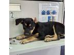 Adopt Sauce_1 a Black German Shepherd Dog / Mixed dog in Edinburg, TX (38852586)