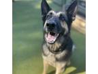 Adopt Ace a Tan/Yellow/Fawn German Shepherd Dog / Mixed dog in Peachtree City