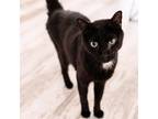 Adopt Jack a All Black Domestic Shorthair / Mixed cat in Fairfax Station