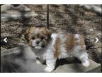 Zuchon Puppy for sale in South Bend, IN, USA