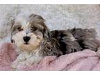 Shih-Poo Puppy for sale in Cincinnati, OH, USA