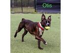 Adopt Otis a Boston Terrier / Terrier (Unknown Type, Small) / Mixed dog in