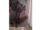 Adopt Tifa a Gray/Silver/Salt & Pepper - with Black Poodle (Standard) / Mixed