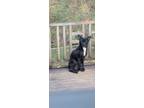 Adopt Achilles a Black - with White Border Collie / Fox Terrier (Smooth) / Mixed