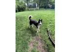 Adopt Rocky a Black Siberian Husky / Mixed dog in Lewis Center, OH (38852652)