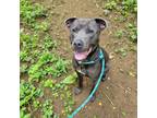 Adopt Koa a Gray/Silver/Salt & Pepper - with Black Pit Bull Terrier / Mixed dog