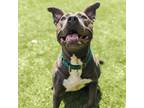 Adopt Jessabelle a Gray/Silver/Salt & Pepper - with Black Pit Bull Terrier /