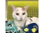 Adopt Didi Pickles a White Domestic Shorthair / Domestic Shorthair / Mixed cat