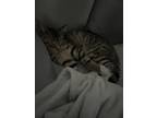 Adopt Athena a Gray, Blue or Silver Tabby American Shorthair / Mixed (short