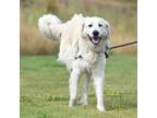 Adopt Buddy a White - with Tan, Yellow or Fawn Mixed Breed (Large) / Mixed dog