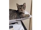 Adopt George a Domestic Shorthair / Mixed (short coat) cat in Cedar Rapids
