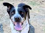 Adopt Walker a Black Mixed Breed (Large) / Mixed dog in Georgetown