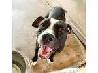 Adopt Mike Wazowski a Black Pit Bull Terrier / Mixed dog in Edinburg