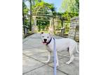 Adopt Pearl a White American Staffordshire Terrier / Dogo Argentino / Mixed dog