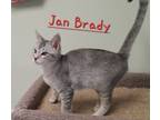 Adopt Jan Brady a Domestic Shorthair / Mixed (short coat) cat in Rome