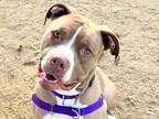 Adopt Athena a Red/Golden/Orange/Chestnut Mixed Breed (Large) / Mixed dog in