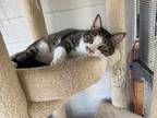 Adopt Sparkle a White Domestic Mediumhair / Mixed (long coat) cat in