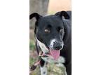 Adopt Emma a Black - with White Border Collie dog in Niagara On The Lake