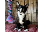 Adopt Atticus a All Black Domestic Shorthair / Mixed cat in Fredericksburg