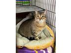 Adopt Gladys a Domestic Shorthair / Mixed (short coat) cat in St.