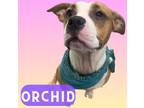 Adopt Orchid a Brown/Chocolate Terrier (Unknown Type, Small) / Mixed dog in Palm