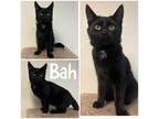 Adopt Bah a All Black Domestic Shorthair / Domestic Shorthair / Mixed cat in