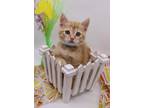 Adopt Garfield Jax a Orange or Red Domestic Shorthair / Mixed cat in Muskegon