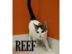 Adopt Reef a Spotted Tabby/Leopard Spotted Domestic Shorthair cat in