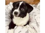 Adopt Mayhem a Black - with White Mixed Breed (Medium) / Mixed dog in Atlanta