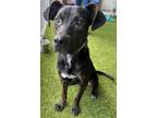 Adopt Indie a Black Labrador Retriever / Mixed dog in Clearfield, PA (38856154)