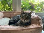 Adopt Boy Kitty a Brown Tabby Tabby (short coat) cat in Carlisle, PA (38856033)