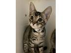 Adopt Eileigh a Brown or Chocolate Domestic Shorthair / Domestic Shorthair /