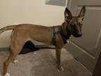 Adopt Callie a Brown/Chocolate - with White Belgian Malinois / Mixed dog in San