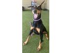 Adopt Magic a Black Doberman Pinscher / Mixed dog in Clearfield, PA (38855905)