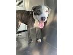 Adopt 53890747 a Gray/Blue/Silver/Salt & Pepper American Pit Bull Terrier /