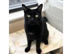 Adopt Jack a All Black Domestic Shorthair / Domestic Shorthair / Mixed cat in