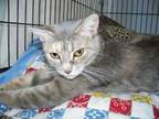Adopt Lulah a Gray or Blue Domestic Shorthair / Domestic Shorthair / Mixed cat