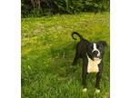 Adopt milo a Black - with White American Staffordshire Terrier / Boxer / Mixed