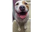 Adopt Damu a White American Staffordshire Terrier / Mixed dog in TRINIDAD