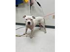 Adopt Sampson a White American Pit Bull Terrier / Mixed dog in Irving